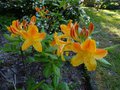vignette Rhododendron Lingot d'or gros plan parfum au 19 04 14