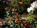 vignette Rhododendron Cinnabarinum concatenans trs fleuri au 19 04 14