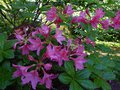 vignette Rhododendron Jolie Madame trs parfum au 19 04 14