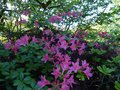 vignette Rhododendron Jolie Madame autre vue au 19 04 14