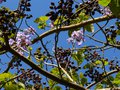 vignette Paulownia imperialis au 19 04 14