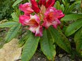 vignette Rhododendron Fire Rim gros plan au 20 04 14