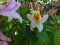 vignette Rhododendron Delicatissimum magnifique et trs parfum au 20 04 14