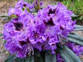 vignette Rhododendron Kabarett aux magnifiques fleurs au 21 04 14