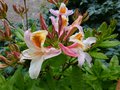 vignette Rhododendron Delicatissimum magnifique et parfum au 21 04 14