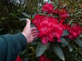 vignette Rhododendron Halfdan Lem aux trs grosses fleurs au 21 04 14