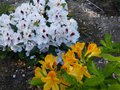 vignette Rhododendron Hachmann's Picobello en compagnie de Lingot d'or au 21 04 14