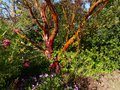 vignette Arbutus Andrachne au 21 04 14