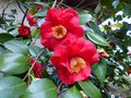 vignette Camellia japonica Grand Prix aux trs grosses fleurs au 20 04 14 14