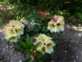 vignette Rhododendron Horizon Lakeside au 21 04 14