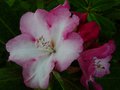 vignette Rhododendron Point Defiance gros plan au 24 04 14