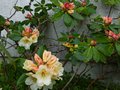 vignette Rhododendron Horizon monarch au 24 04 14