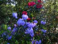 vignette Rhododendron Augustinii Lassonii au premier plan au 24 04 14