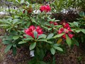 vignette Rhododendron Blitz au 24 04 14