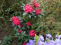 vignette Rhododendron Halfdan lem au 24 04 14