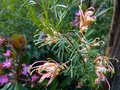 vignette Grevillea Semperflorens desert flame au 24 04 14