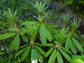 vignette Rhododendron Babylon hybride de Calophytum en pleine pousse au 24 04 14