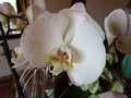 vignette Orchide Phalaenopsis