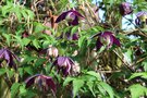 vignette Clematis macropetala 'Purple Spider'