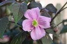 vignette Clematis montana Fragrant Spring