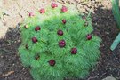 vignette Paeonia tenuifolia 'Plena' en boutons