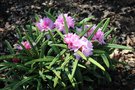 vignette Rhododendron makinoi 'Fuju-kaku-no-matsu