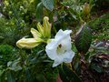 vignette Rhododendron Mi Amor aux trs grosses fleurs parfumes au 26 04 14