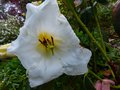 vignette Rhododendron Mi Amor gros plan d'une fleur au 26 04 14