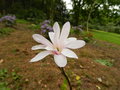 vignette Magnolia stellata rosea