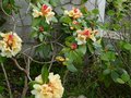 vignette Rhododendron Horizon Monarch au 26 04 14