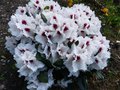 vignette Rhododendron Hachmann's picobello aux grandes fleurs blanches bien macules de rouge au 26 04 14