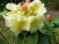 vignette Rhododendron Mindy's love gros plan au 26 04 14