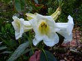 vignette Rhododendron Mi Amor aux trs grosses fleurs parfumes et aux grosses feuilles au 27 04 14