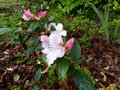 vignette Rhododendron Edgeworthii toujours aussi beau et parfum au 27 04 14