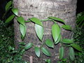 vignette Vanilla planifolia