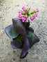 vignette Bergenia cordifolia 'Rotblum'
