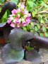 vignette Bergenia cordifolia 'Rotblum'