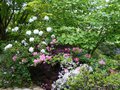 vignette Rhododendrons terrasse nord au 01 05 14