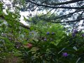 vignette Rhododendrons en sous bois au 01 05 14