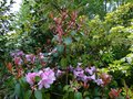 vignette Rhododendron Williamsianum roots Barret aux nouvelles pousses chocolat au 01 05 14