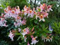 vignette Rhododendron Delicatissimum trs parfum au 01 05 14