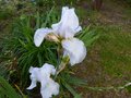 vignette Iris Germanica blanc au 30 04 14