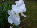 vignette Iris Germanica blanc gros plan au 30 04 14