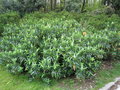 vignette Euphorbia stygiana