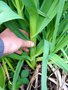 vignette Allium ampeloprasum - Poireau perpétuel, Poireau vivace