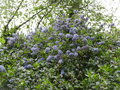 vignette Ceanothe 'Blue mound' en dbut de floraison