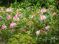 vignette rhododendron 'Pink pearl'