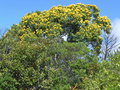 vignette Storckiella pancheri ssp. acuta