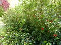 vignette Abutilon Magapotamicum grandiflorum qui colonise la haie de Camellias au 06 05 14