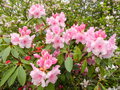 vignette Rhododendron 'pink pearl'